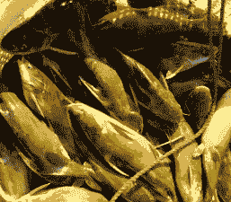 养殖什么鱼利润最大