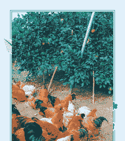 养鸡果园种什么果树