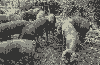 云南什么猪种好