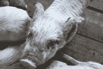 仔猪严重脱水什么表现