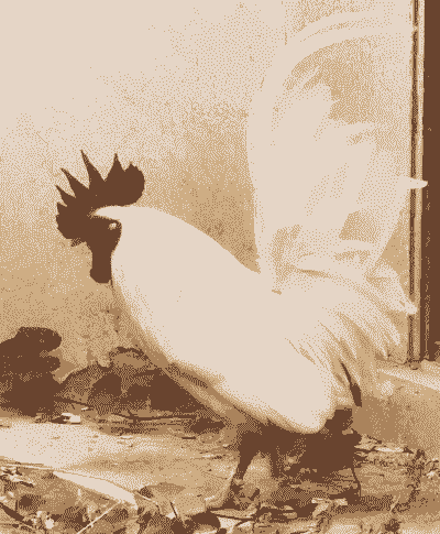 白色公鸡是什么品种