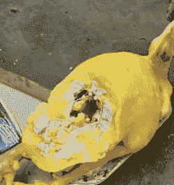 鸡吃什么没有肥