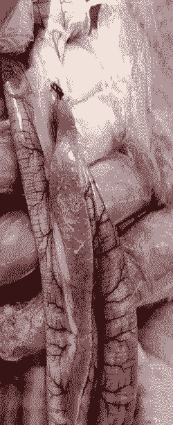 鹅副粘病毒用什么