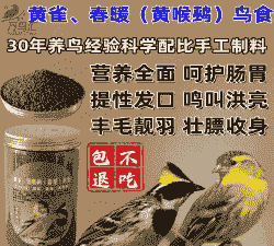 黄雀鸟都吃什么