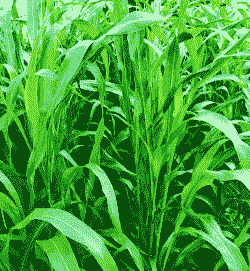 养牛种植什么牧草最好