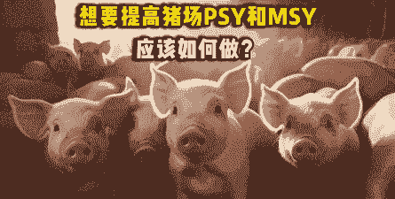 psy和msy是什么