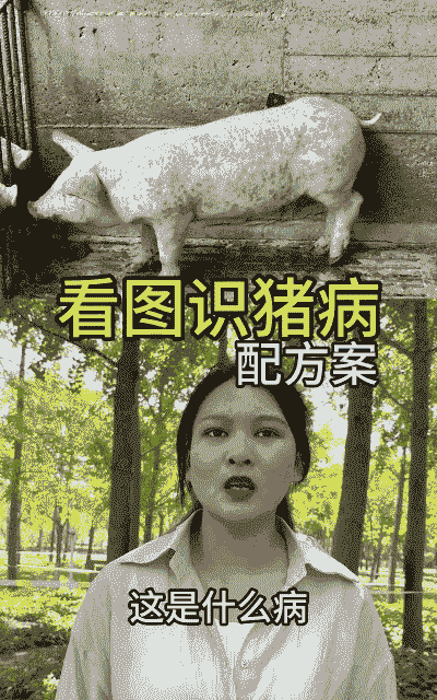 猪圆环什么意思