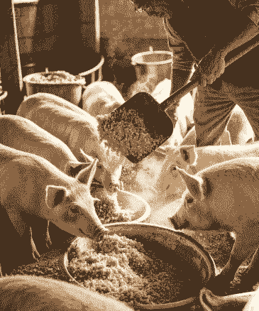 用什么替代玉米养猪