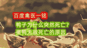 母鸭为什么不下蛋