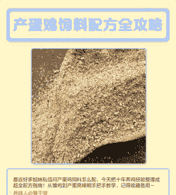 养鸡用什么代替豆粕