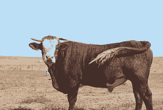 蒙古牛是什么品种