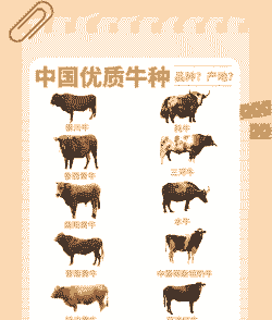 养什么牛最合算