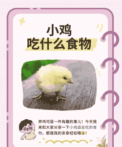 养鸡喜欢吃什么