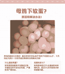 蛋鸡为什么下软蛋