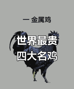 养鸡什么品种鸡最贵