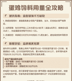 蛋鸡每天吃什么饲料
