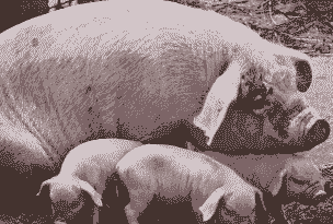 猪滑胎什么反应