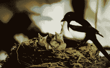 喜鹊过冬做什么准备