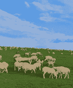 草原上养什么行