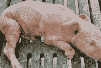 猪的球虫病什么症状