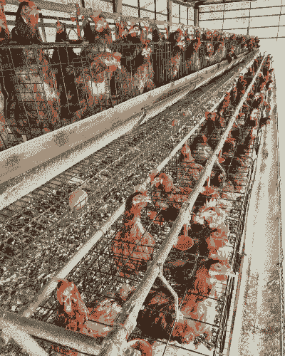 夏天适合养什么鸡