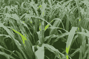 养殖茬数是什么