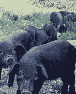 黑猪吃什么长得快