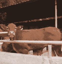 湖南养什么牛赚钱