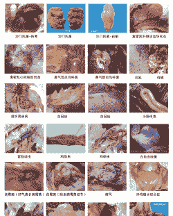 肉鸡发炎有什么症状