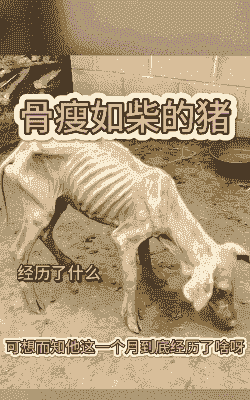 猪很瘦是什么病