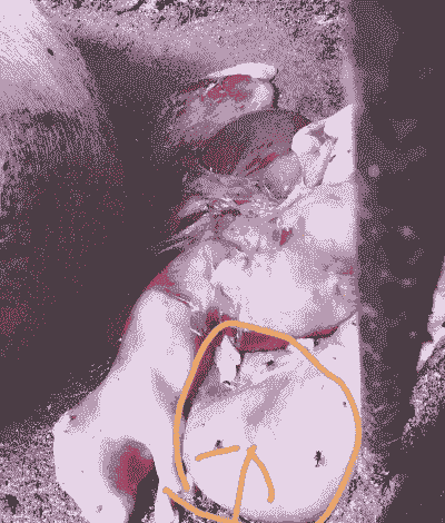 母猪死胎的什么症状