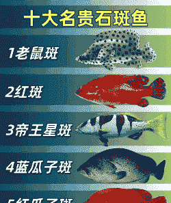 斑类鱼什么最贵