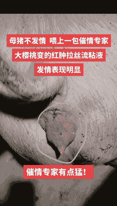 母猪恶露什么意思