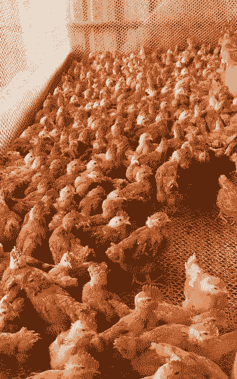 江西鸡是什么品种