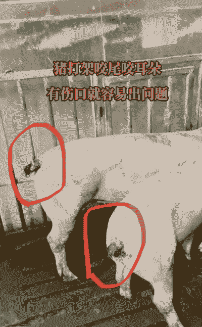 小猪为什么咬尾巴
