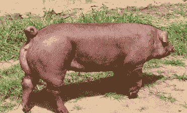 什么猪种瘦肉多