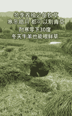 牛冬天种什么牧草