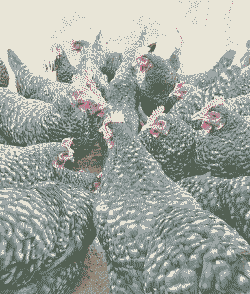 河北适合养什么鸡