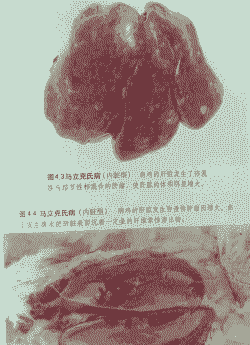 家禽ms是什么病