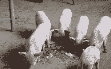 仔猪吃什么皮毛亮