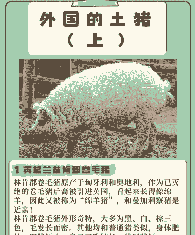 外国的猪叫什么