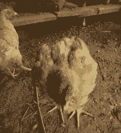 肉鸡瘦小什么原因