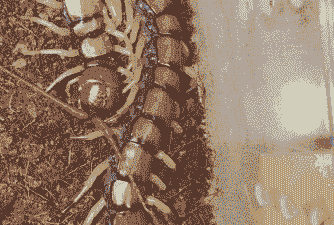 养殖什么品种蜈蚣好