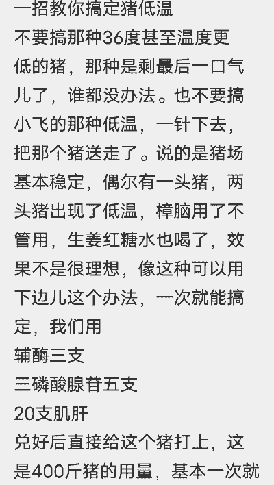 小猪为什么会低温