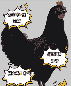 黑土鸡是什么品种