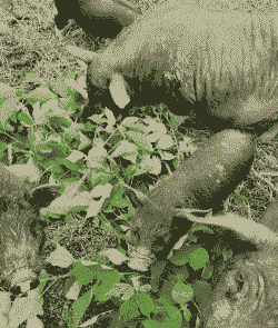 猪吃什么长得长