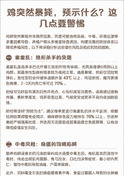 鸡为什么会暴毙