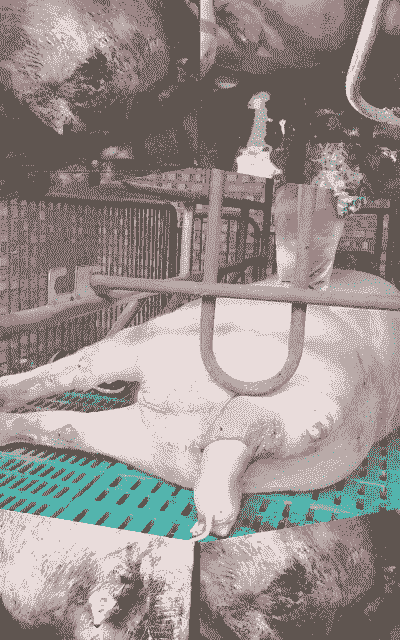 母猪产后清洗子宫