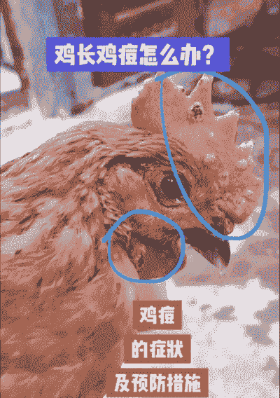秋季鸡得什么病