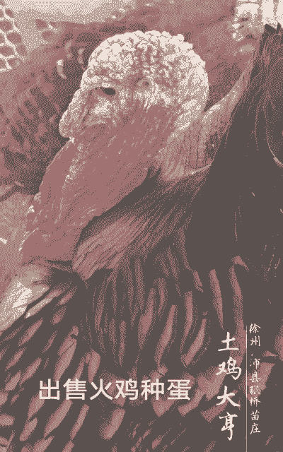 什么火鸡产蛋多